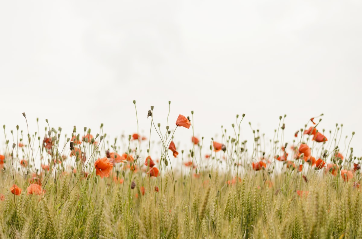 Vallmoblommor i en sommaräng