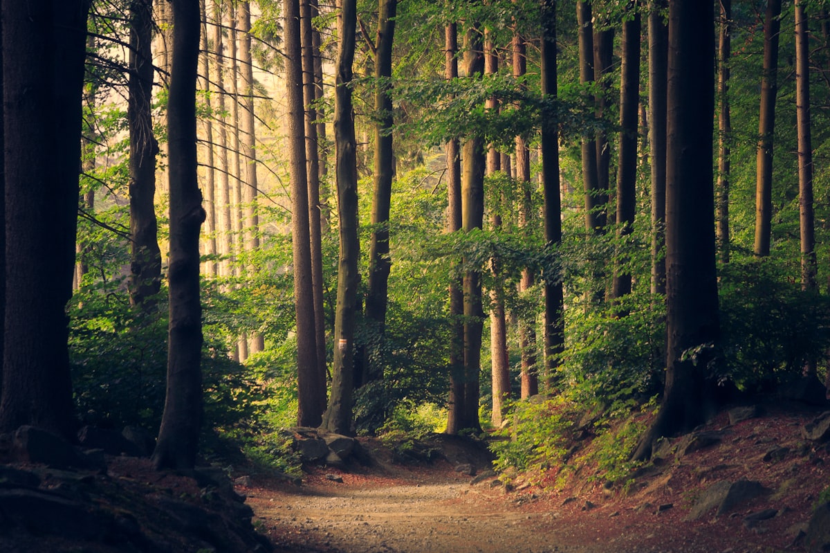 Solljus som silar genom en tät skog